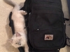 Ragnar cat on my backpack