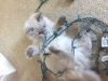 Ragnar cat with Christmas lights
