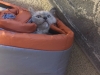 Ragnar cat in sleeping bag