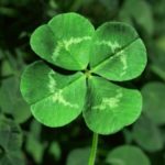 Four leaf clover